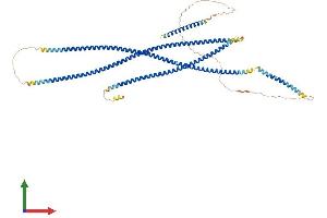 AlphaFold protein structure predicition of Human Recombinant CEP63 Protein, UniprotID Q96MT8