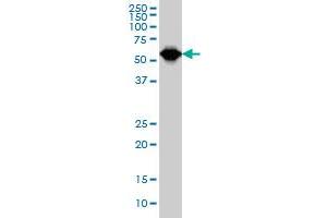 TCF3 monoclonal antibody (M01), clone 5G2 Western Blot analysis of TCF3 expression in Hela S3 NE .