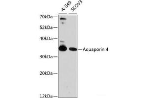 Western blot analysis of extracts of various cell lines using Aquaporin 4 Polyclonal Antibody at dilution of 1:1000. (Aquaporin 4 anticorps)