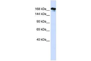 Western Blotting (WB) image for anti-Remodeling and Spacing Factor 1 (RSF1) antibody (ABIN2459232) (RSF1 anticorps)