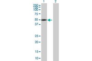 Western Blot analysis of PAX6 expression in transfected 293T cell line by PAX6 MaxPab polyclonal antibody.