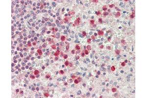 Anti-SERPINB1 antibody IHC staining of human spleen, neutrophils. (SERPINB1 anticorps  (AA 130-143))