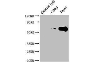 Immunoprecipitating CD80 in Raji whole cell lysate Lane 1: Rabbit control IgG instead of ABIN7127410 in Raji whole cell lysate.