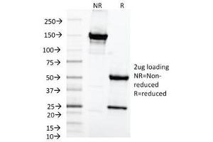 SDS-PAGE Analysis of Purified, BSA-Free MAML2 Antibody (clone MAML2/1302).