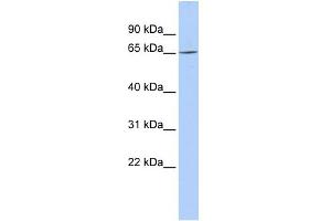 WB Suggested Anti-ARNTL2 Antibody Titration:  0. (ARNTL2 anticorps  (N-Term))