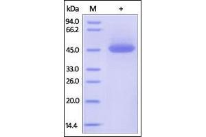 Human TRAIL R1, Fc Tag on SDS-PAGE under reducing (R) condition. (TNFRSF10A Protein (AA 24-239) (Fc Tag))