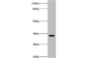 Western blot All lanes: Erythrocyte band 7 integral membrane protein antibody at 5 μg/mL + Mouse liver tissue Secondary Goat polyclonal to rabbit IgG at 1/10000 dilution Predicted band size: 32, 14 kDa Observed band size: 32 kDa (Stomatin anticorps  (AA 55-288))