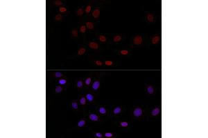 Immunofluorescence analysis of NIH/3T3 cells using TMPO Rabbit pAb (ABIN3016206, ABIN3016207, ABIN3016208, ABIN1683056 and ABIN1683057) at dilution of 1:50 (40x lens). (Thymopoietin anticorps  (AA 1-410))