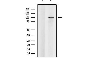 Western blot analysis of lysates from Rat liver, using ZHX1 Antibody.