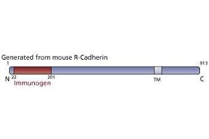 Image no. 3 for anti-Cadherin 4 (CDH4) (AA 22-201) antibody (ABIN967954)