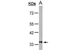 WB Image Sample(30 μg of whole cell lysate) A:HeLa S3 , 10% SDS PAGE antibody diluted at 1:1000