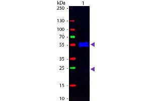 Western Blot of Fluorescein conjugated Goat anti-Mouse IgG1 (Gamma 1 chain) Pre-adsorbed secondary antibody. (Chèvre anti-Souris IgG1 (Heavy Chain) Anticorps (FITC) - Preadsorbed)