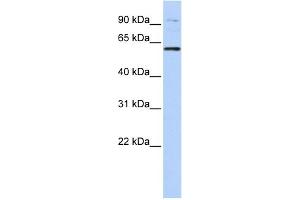 WB Suggested Anti-TULP2 Antibody Titration:  0. (TULP2 anticorps  (N-Term))