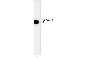 Western blot analysis of the p85 regulatory subunit of PI3 kinase (p85alpha). (PIK3R1 anticorps)
