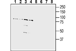 Western blot analysis of human Jurkat T-cell leukemia cell line lysate (lanes 1 and 5), human Burkitt's lymphoma (Daudi) cell line lysate (lanes 2 and 6), human normal skin fibroblast Malme-3 cell line lysate (lanes 3 and 7) and Human prostate carcinoma LN-CaP cell line lysate (lanes 4 and 8):1-4. (IGSF8 anticorps  (Extracellular))