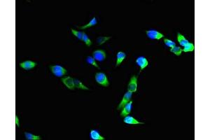 Immunofluorescent analysis of Hela cells using ABIN7156464 at dilution of 1:100 and Alexa Fluor 488-congugated AffiniPure Goat Anti-Rabbit IgG(H+L)