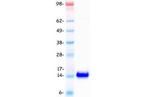 Validation with Western Blot