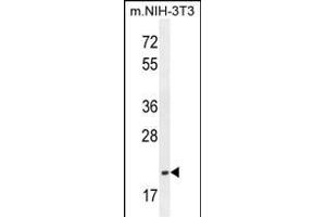 TCAL3 Antibody (N-term) (ABIN654479 and ABIN2844214) western blot analysis in mouse NIH-3T3 cell line lysates (35 μg/lane). (TCEAL3 anticorps  (N-Term))