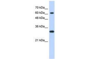 Image no. 1 for anti-Ets2 Repressor Factor (ERF) (AA 371-420) antibody (ABIN6740291)