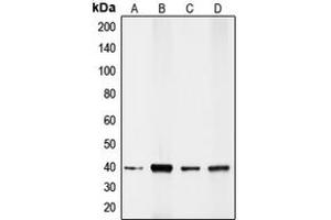 Western blot analysis of CDX2 expression in HeLa (A), COLO320 (B), mouse kidney (C), rat kidney (D) whole cell lysates.