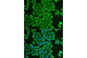 Immunofluorescence (IF) image for anti-N-Acylaminoacyl-Peptide Hydrolase (APEH) antibody (ABIN1980260) (APEH anticorps)