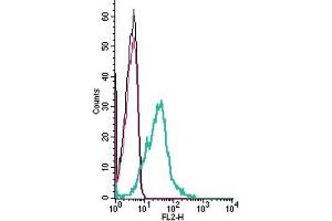 anti-Stromal Interaction Molecule 1 (STIM1) (AA 56-69), (Extracellular) antibody