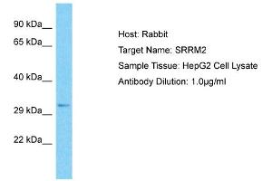 Host: Rabbit Target Name: SRRM2 Sample Type: HepG2 Whole Cell lysates Antibody Dilution: 1. (SRRM2 anticorps  (C-Term))