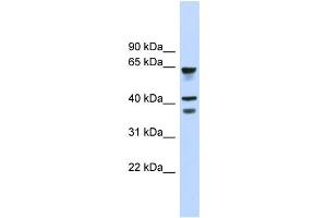 WB Suggested Anti-GPR27 Antibody Titration:  0. (GPR27 anticorps  (Middle Region))