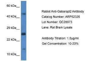 Western Blotting (WB) image for anti-GABA(A) Receptor-Associated Protein-Like 2 (GABARAPL2) (C-Term) antibody (ABIN2774012) (GABARAPL2 anticorps  (C-Term))