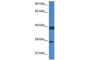 Western Blot showing Hspbp1 antibody used at a concentration of 1. (HSPBP1 anticorps  (C-Term))