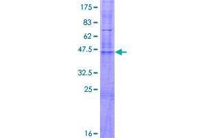 Image no. 1 for Claudin 17 (CLDN17) (AA 1-224) protein (GST tag) (ABIN1349599)