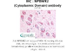 Image no. 1 for anti-Neuropeptides B/W Receptor 2 (NPBWR2) (2nd Cytoplasmic Domain) antibody (ABIN1737462)
