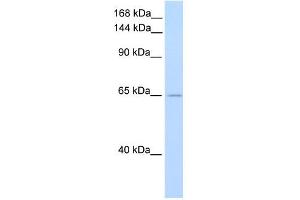 WB Suggested Anti-ZFR Antibody Titration:  0. (ZFR anticorps  (C-Term))