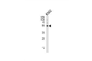 Western blot analysis of lysate from K562 cell line, using G5 Antibody 1812c. (ATG5 anticorps)
