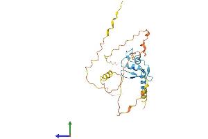 AlphaFold protein structure predicition of Human Recombinant OSR1 Protein, UniprotID Q8TAX0