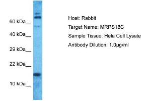 Host: Rabbit Target Name: MRPS18C Sample Type: Hela Whole Cell lysates Antibody Dilution: 1. (MRPS18C anticorps  (N-Term))