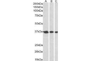 ABIN184704 (0. (APEX1 anticorps  (N-Term))