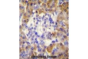 PRDX4 Antibody (Center) immunohistochemistry analysis in formalin fixed and paraffin embedded human pancreas tissue followed by peroxidase conjugation of the secondary antibody and DAB staining.