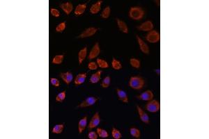 Immunofluorescence analysis of L929 cells using HPS4 antibody (ABIN7267623) at dilution of 1:100. (HPS4 anticorps  (AA 550-650))