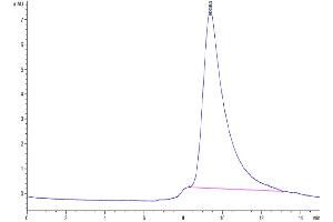 The purity of Biotinylated SARS-COV-2 Spike S1 (Omicron B.
