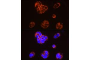 Immunofluorescence analysis of MCF7 using SLP2 antibody (ABIN7270675) at dilution of 1:50 (40x lens).