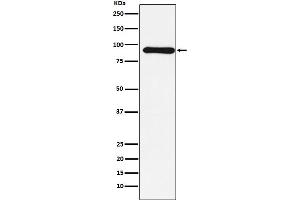 Western blot analysis of Cullin 1 expression in MCF-7 cell lysate.