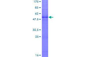 Image no. 1 for Sodium Channel, Voltage-Gated, Type V, alpha Subunit (SCN5A) (AA 1-223) protein (GST tag) (ABIN1319281)