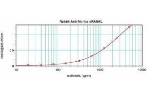 Image no. 3 for anti-Tumor Necrosis Factor (Ligand) Superfamily, Member 11 (TNFSF11) antibody (ABIN465771) (RANKL anticorps)