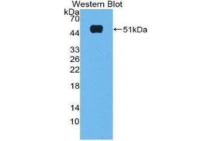 Western Blotting (WB) image for anti-Microfibrillar Associated Protein 2 (MFAP2) (AA 8-171) antibody (ABIN1980459) (MFAP2 anticorps  (AA 8-171))