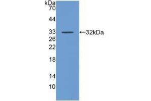 Western blot analysis of recombinant Human DAF.