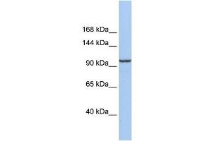 Klotho Beta antibody used at 1 ug/ml to detect target protein.