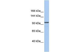 Klotho Beta antibody used at 1 ug/ml to detect target protein. (Klotho beta anticorps  (Middle Region))