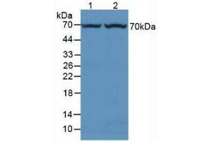 Western blot analysis of (1) Rat Liver Tissue and (2) Mouse Liver Tissue. (FUCA1 anticorps  (AA 185-447))