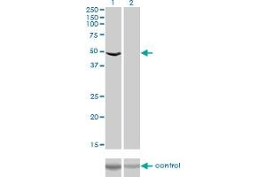 Western blot analysis of EEF1G over-expressed 293 cell line, cotransfected with EEF1G Validated Chimera RNAi (Lane 2) or non-transfected control (Lane 1).